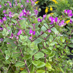 远志-小蝴蝶甜豌豆 Petite Butterflies Dwarf Sweet Pea Shrub