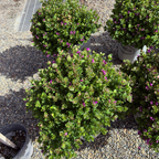 远志-小蝴蝶甜豌豆 Petite Butterflies Dwarf Sweet Pea Shrub