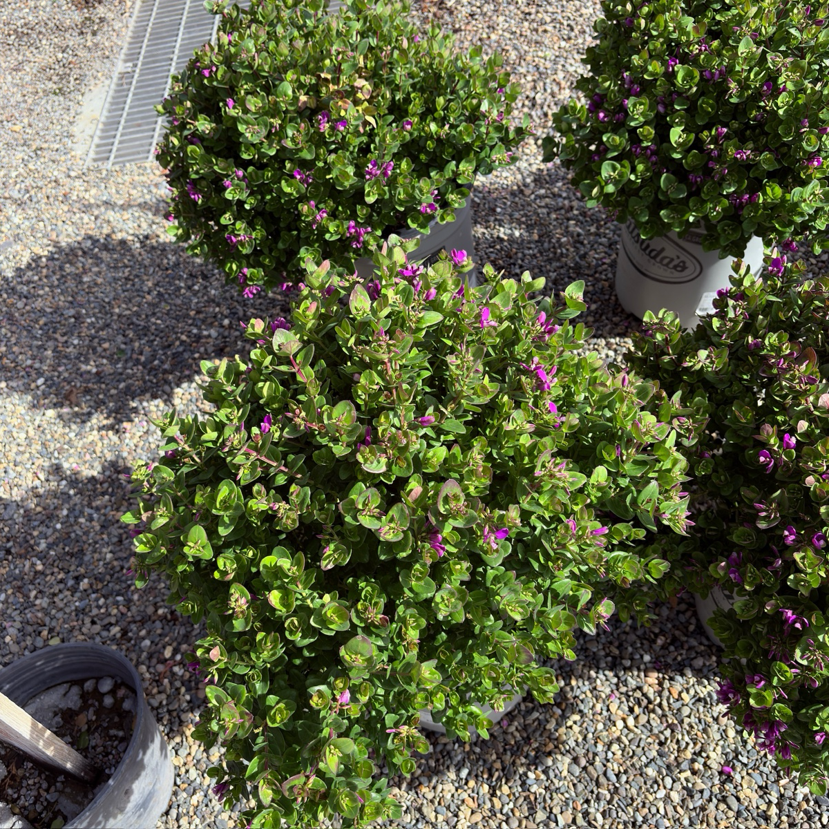 远志-小蝴蝶甜豌豆 Petite Butterflies Dwarf Sweet Pea Shrub