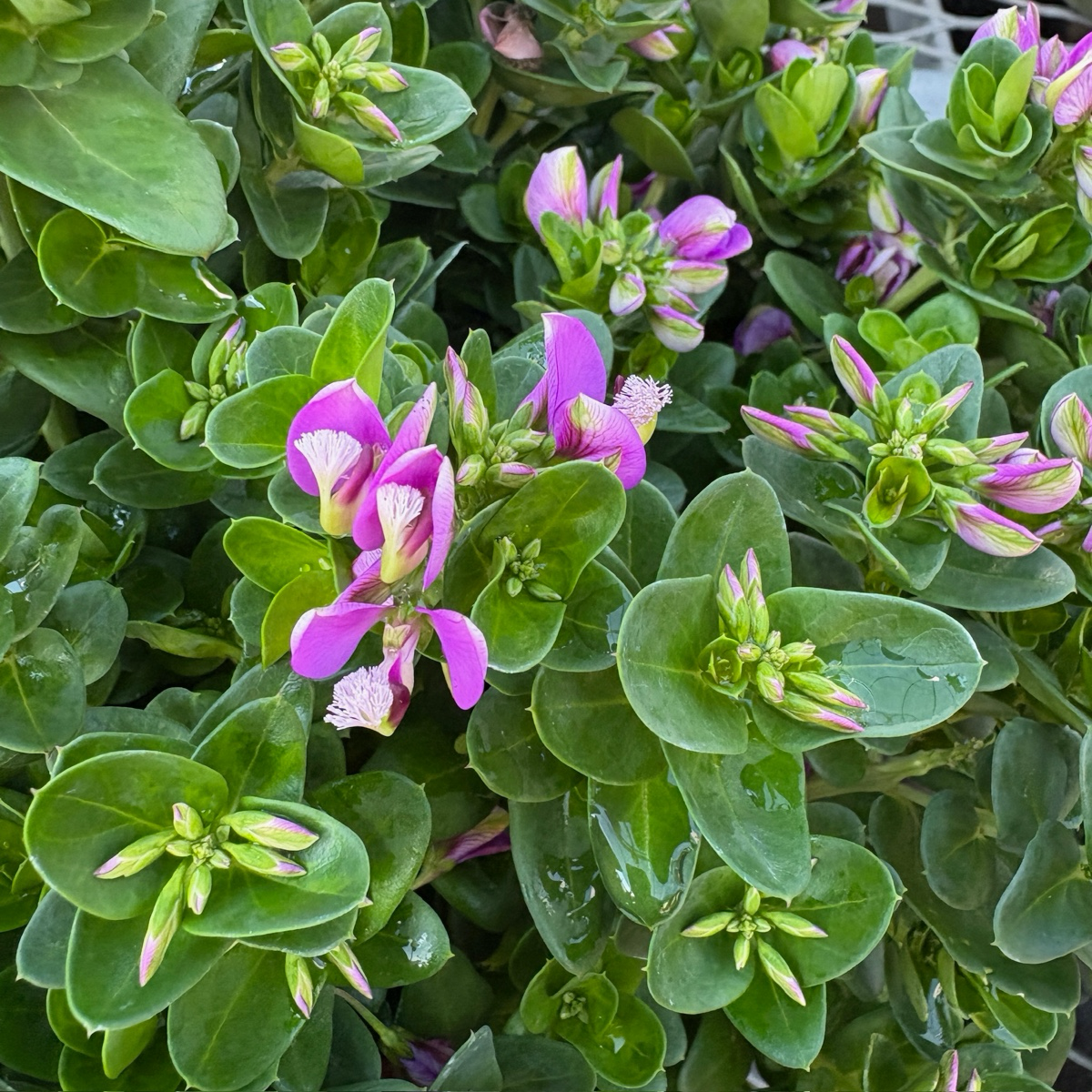 远志-小蝴蝶甜豌豆 Petite Butterflies Dwarf Sweet Pea Shrub
