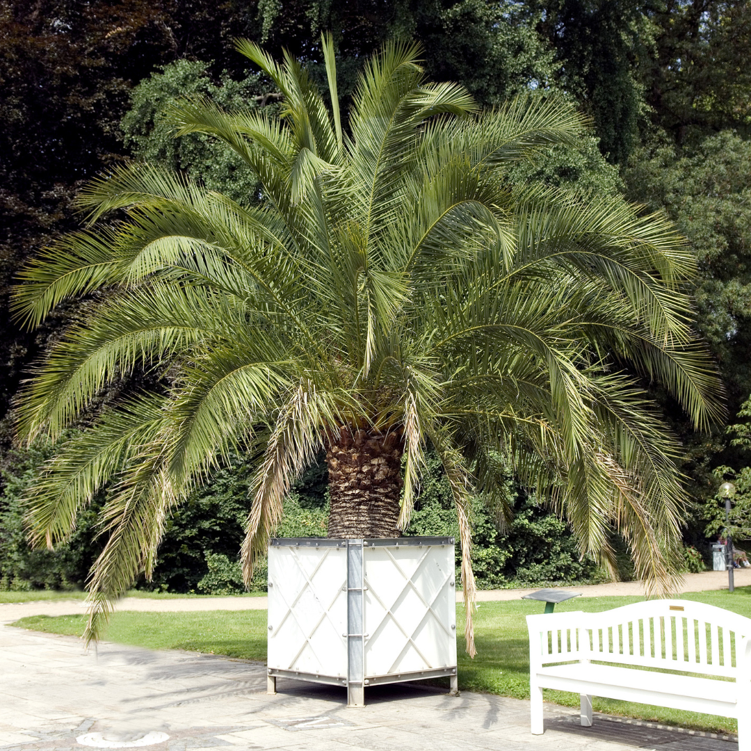 Canary Island Date Palm
