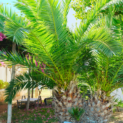 Palm Trees - Date Palms