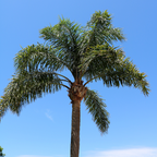 Queen  Palm