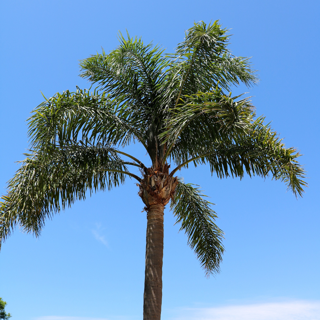 Queen  Palm