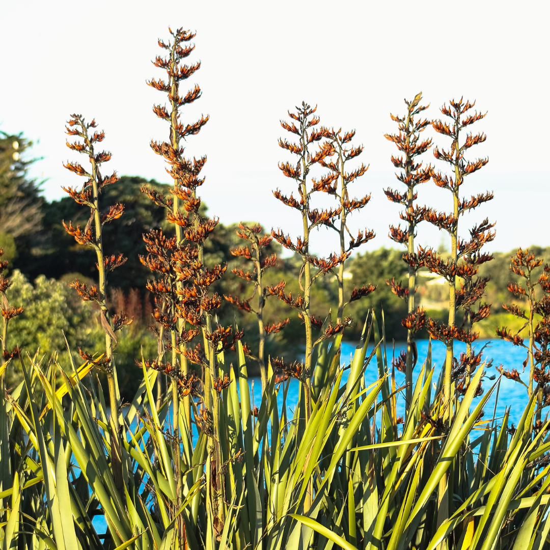 Sundowner New Zealand Flax