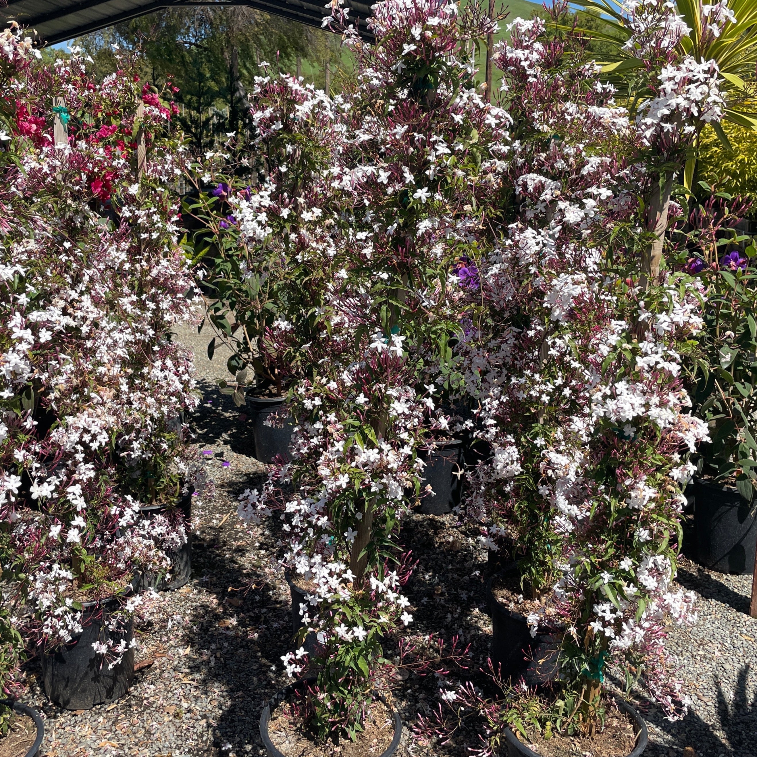 Pink Jasmine