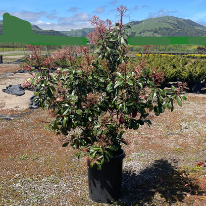 Photinia fraseri