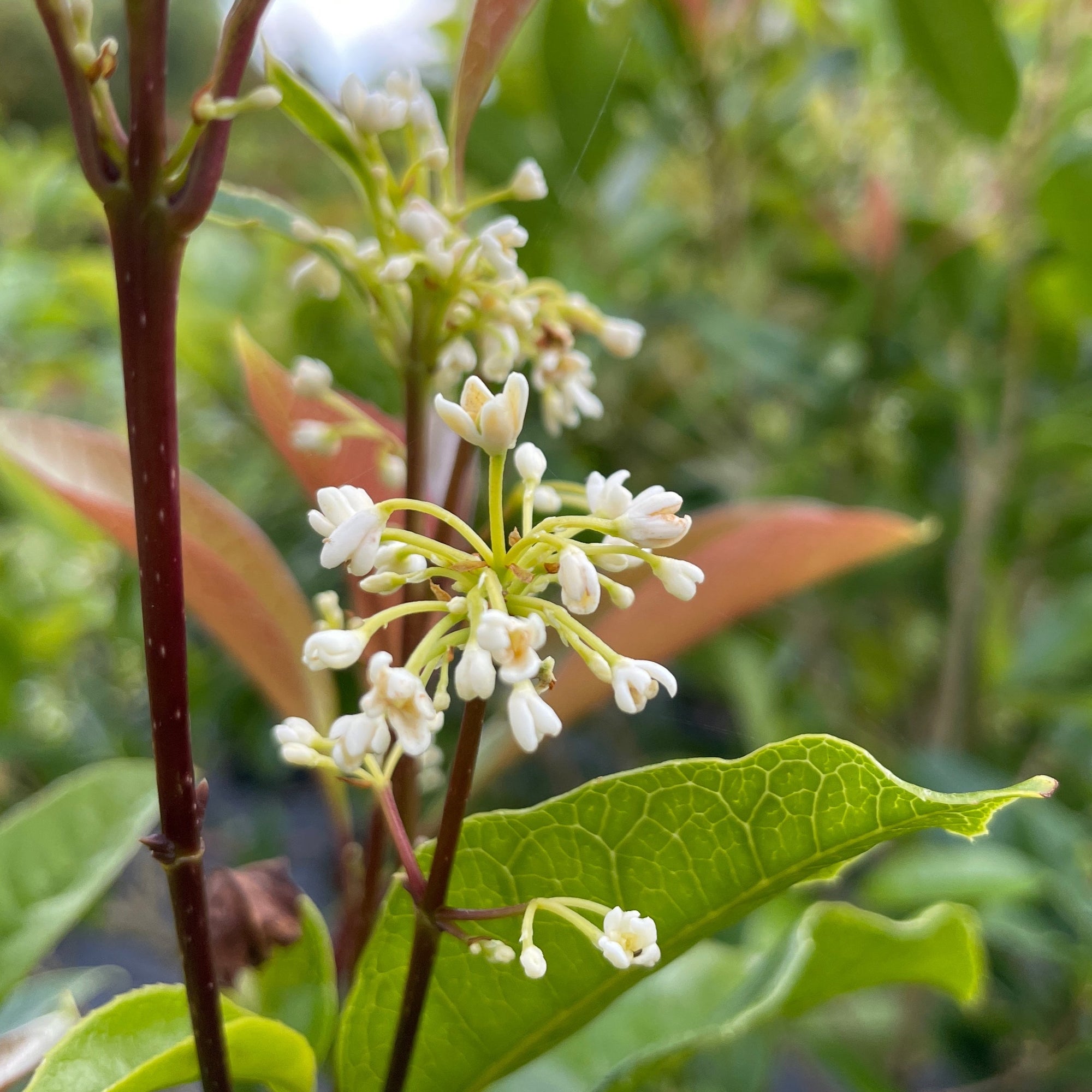 White Osmanthus