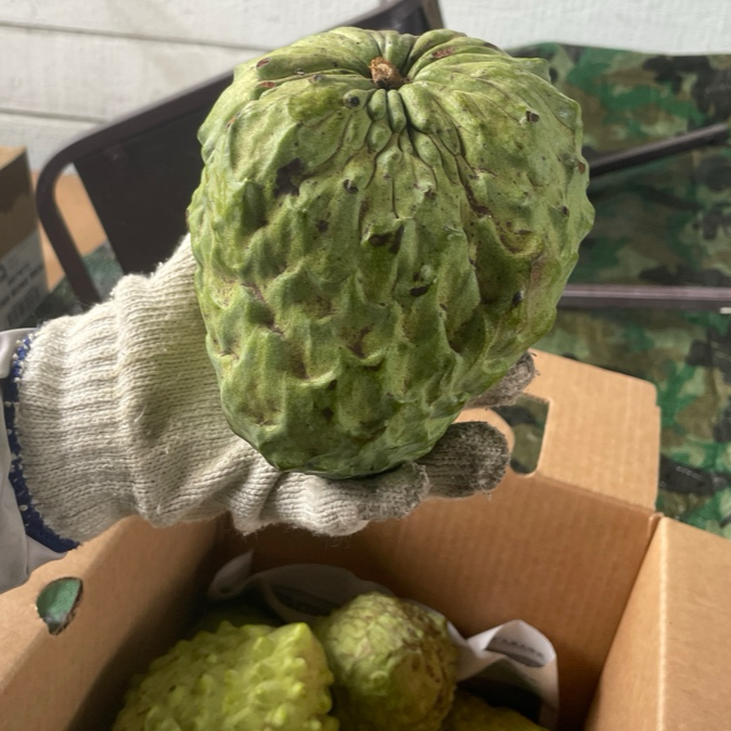 Sugar Apple Tree - Pineapple Sugar Apple