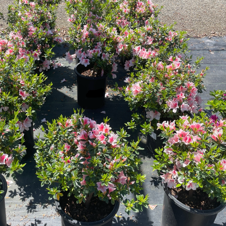 Azalea Tree-Pink Lace