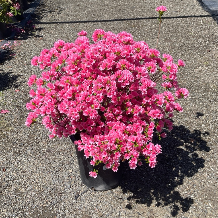 Azalea-Coral Bells