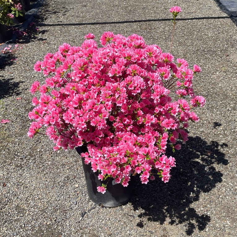 Coral Bell Azalea