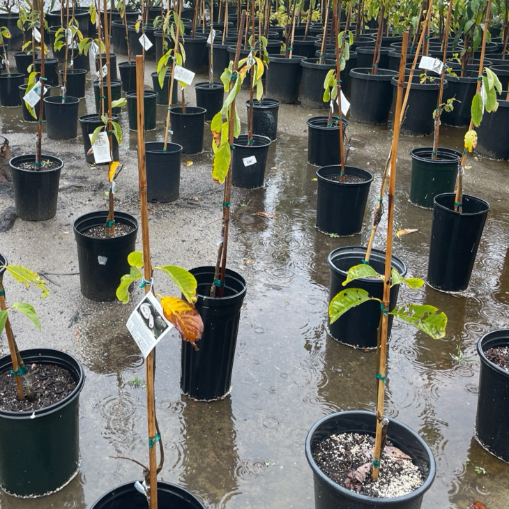 Sugar Apple Tree - Pineapple Sugar Apple