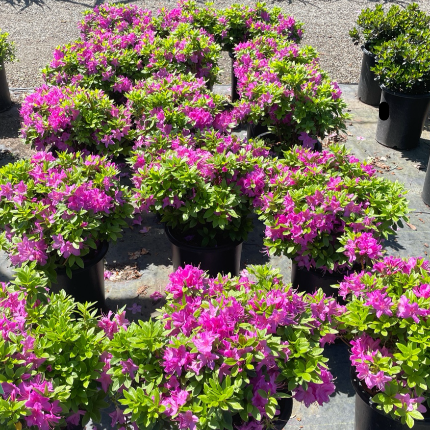 Azalea ’Sherwood Orchid‘