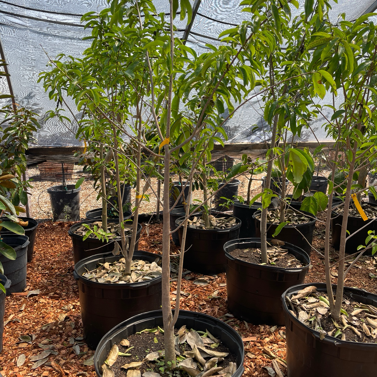 番荔枝-刺果释迦