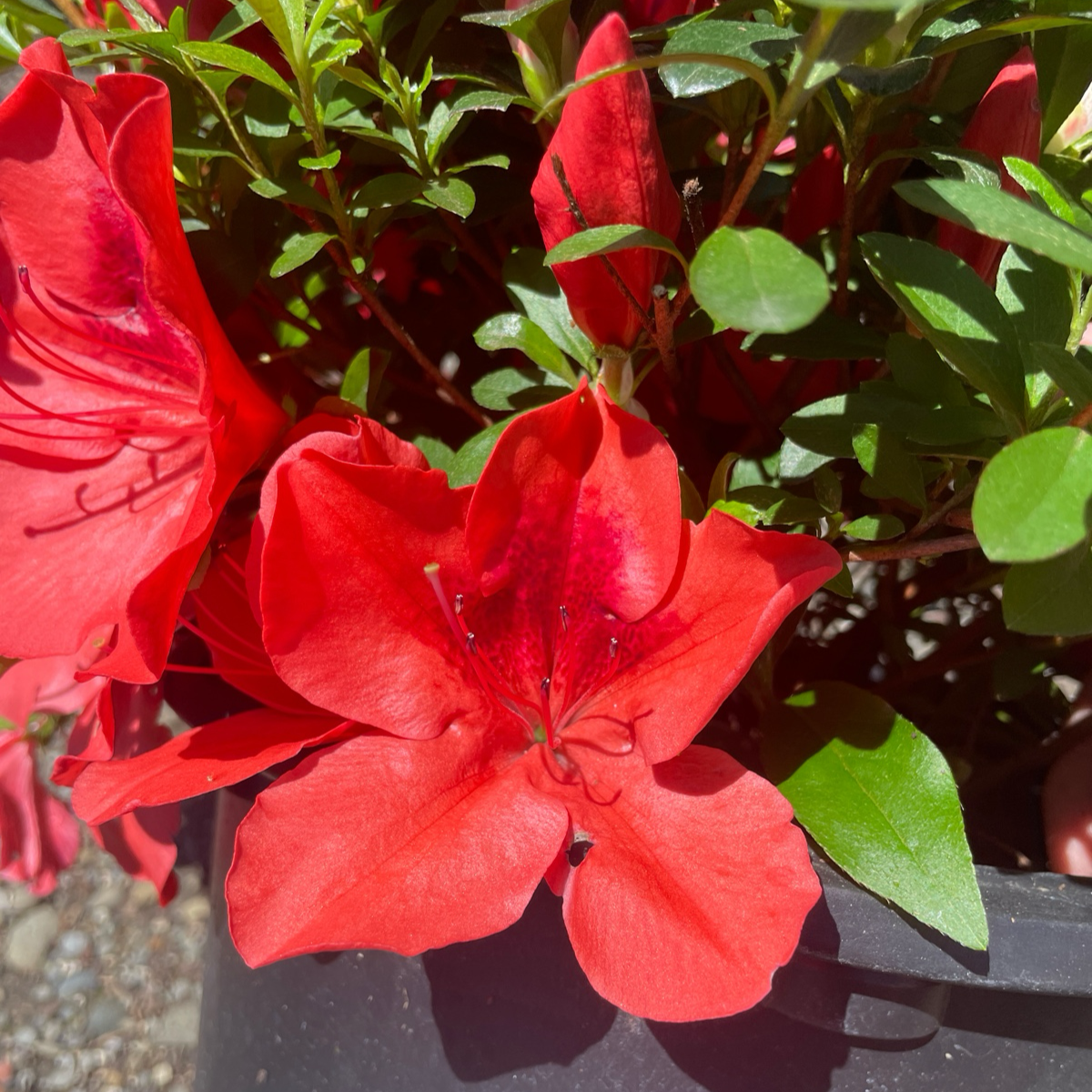 Azalea ‘Orange Delight’