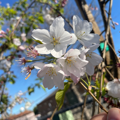 Cherry Blossom Tree-Single Layer Pink and White