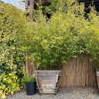 Alphonse Karr Bamboo