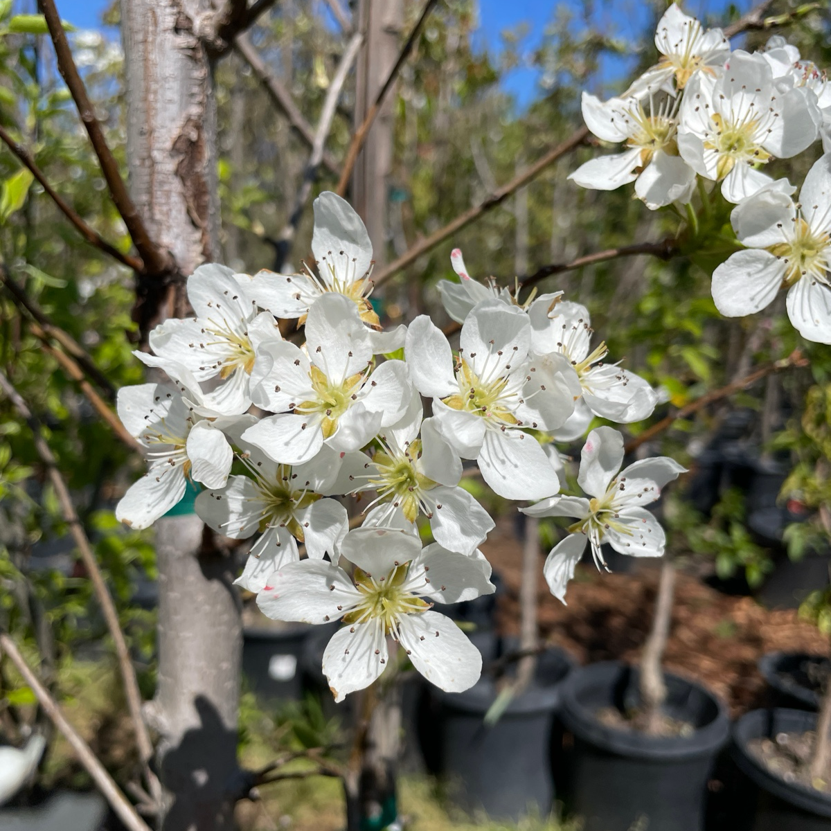 European Pear Tree - Avocado Pear