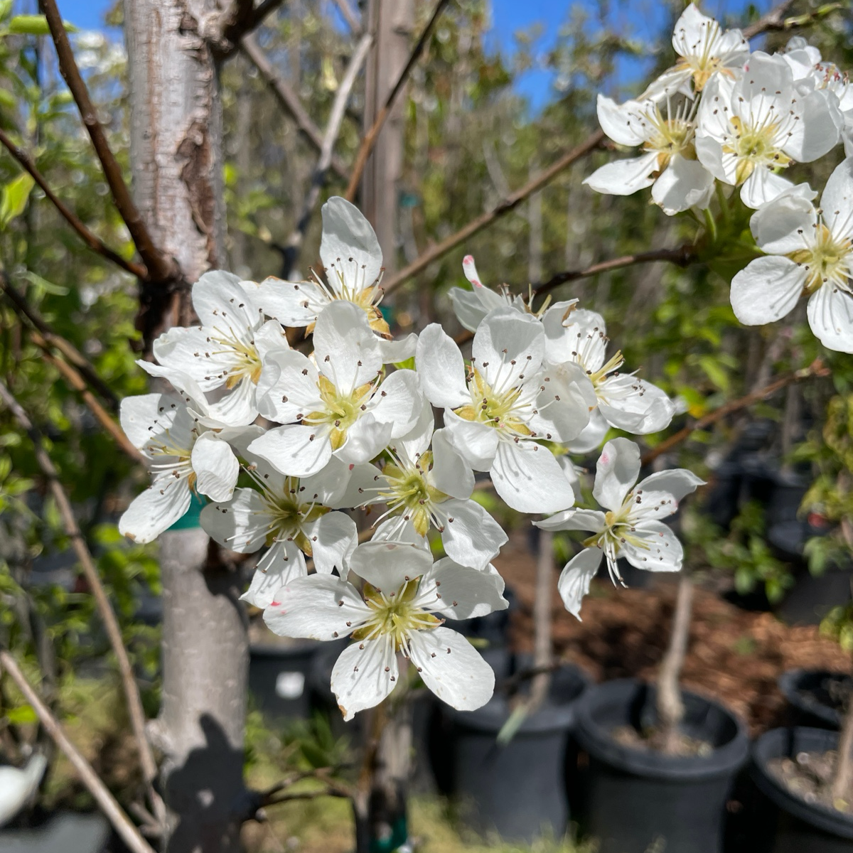 Comice Pear