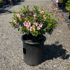 Pink Lace Azalea