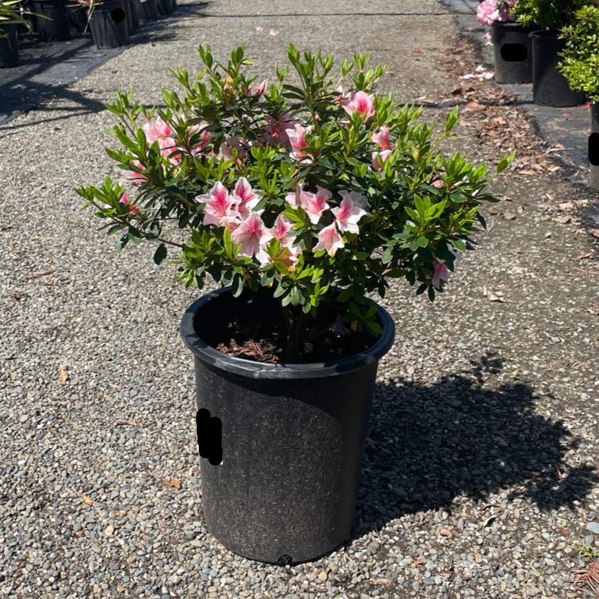 Azalea Tree-Pink Lace