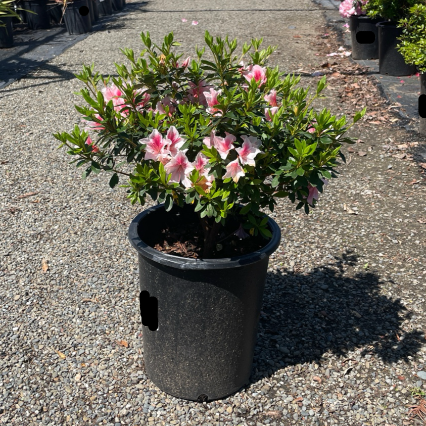 Pink Lace Azalea