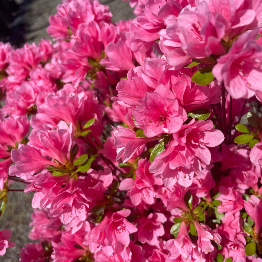 Azalea-Coral Bells