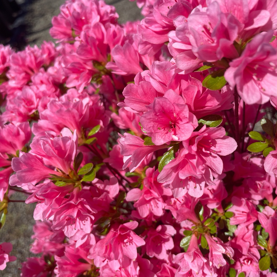Coral Bell Azalea