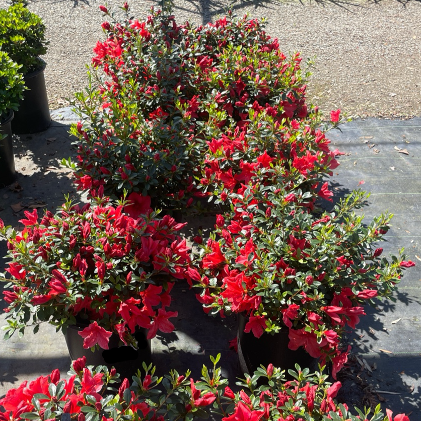 Azalea ‘Orange Delight’