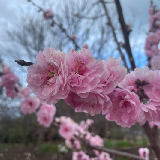 桃花树-红桃花