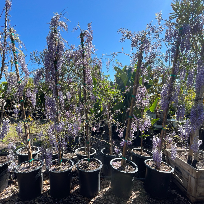 Caroline Chinese Wisteria