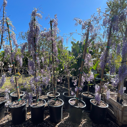 Wisteria-Amethyst