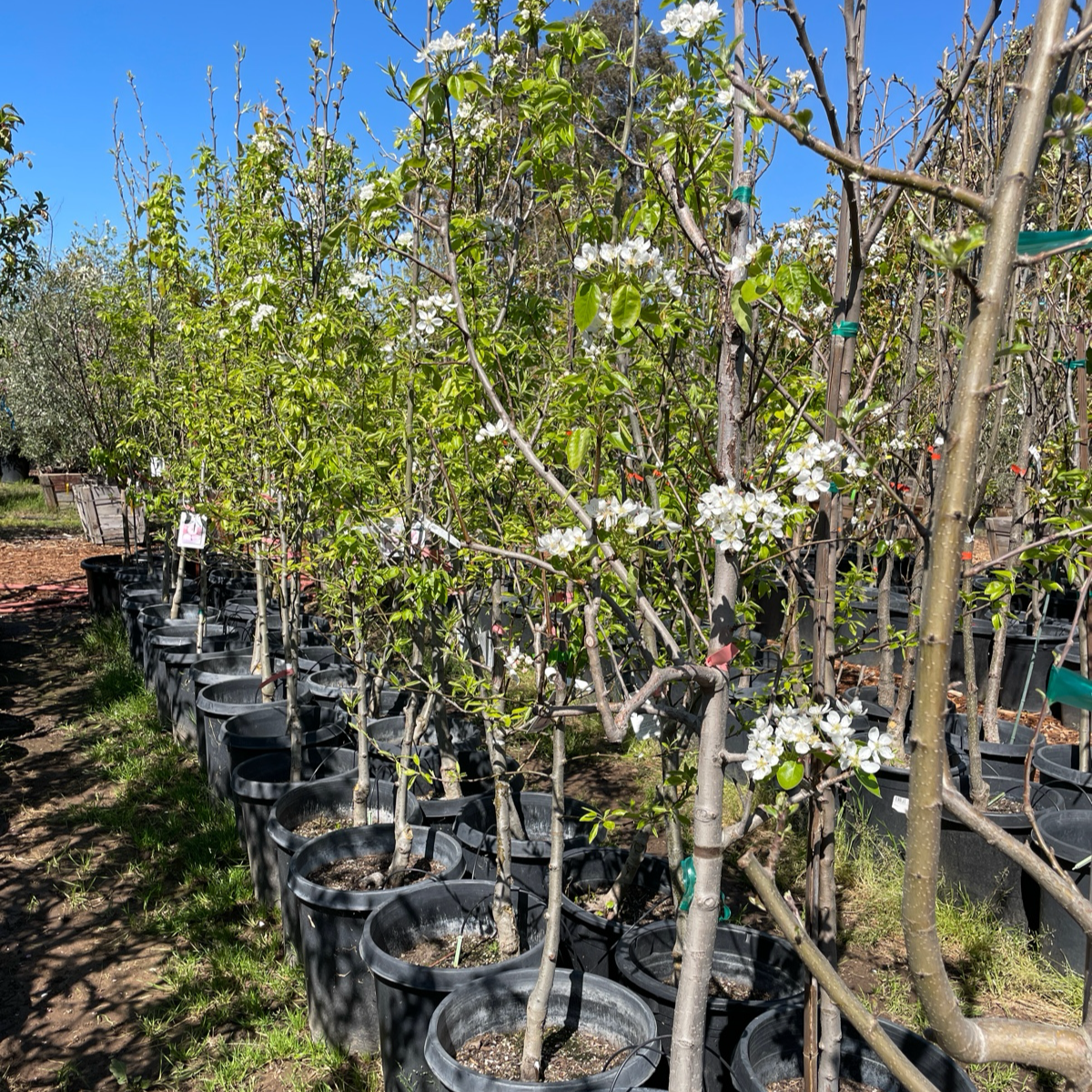 European Pear Tree - Avocado Pear