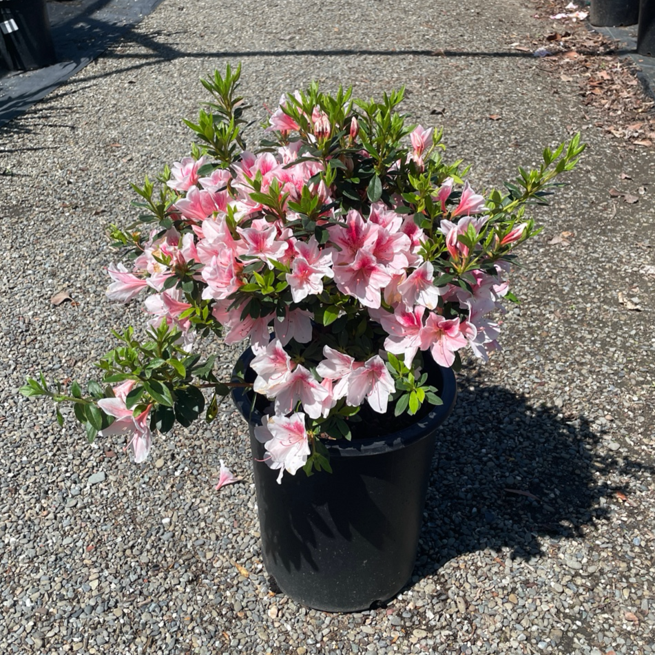 Pink Lace Azalea – Landz.us