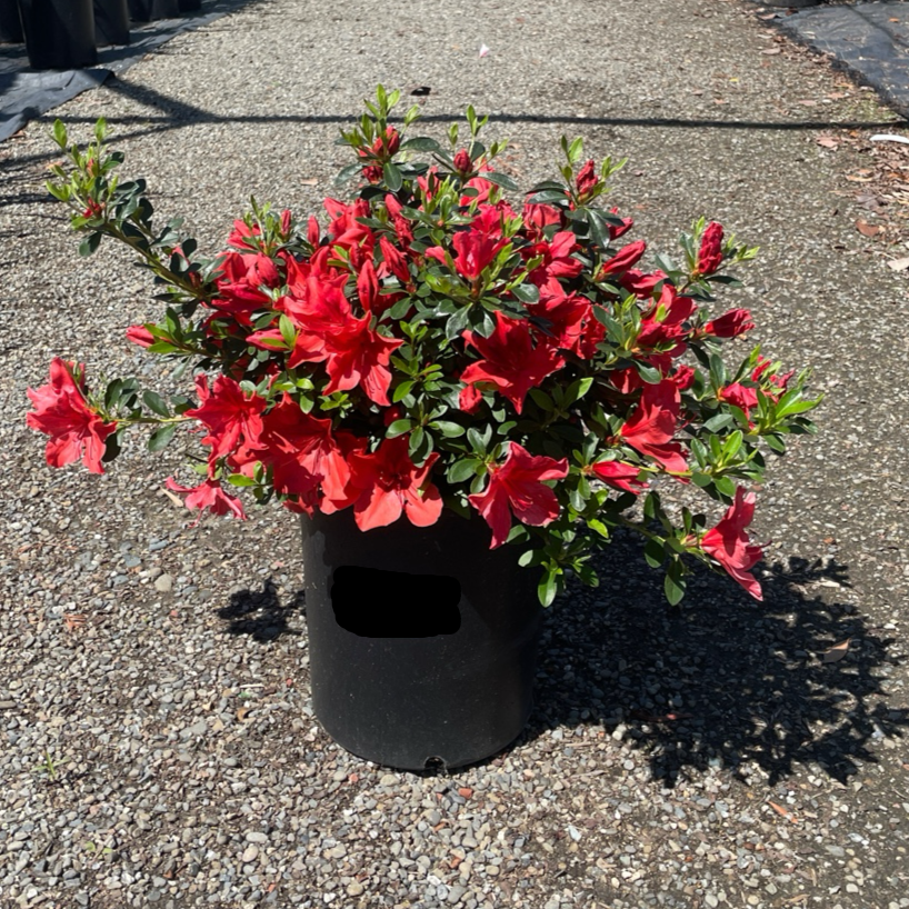 Azalea ‘Orange Delight’