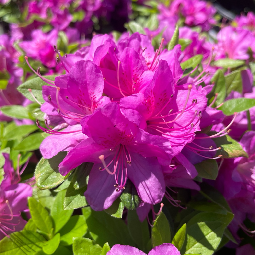 Azalea ’Sherwood Orchid‘