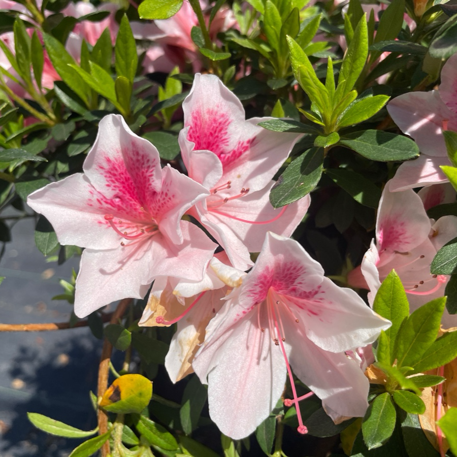 Pink Lace Azalea