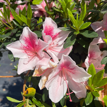 Azalea Tree-Pink Lace