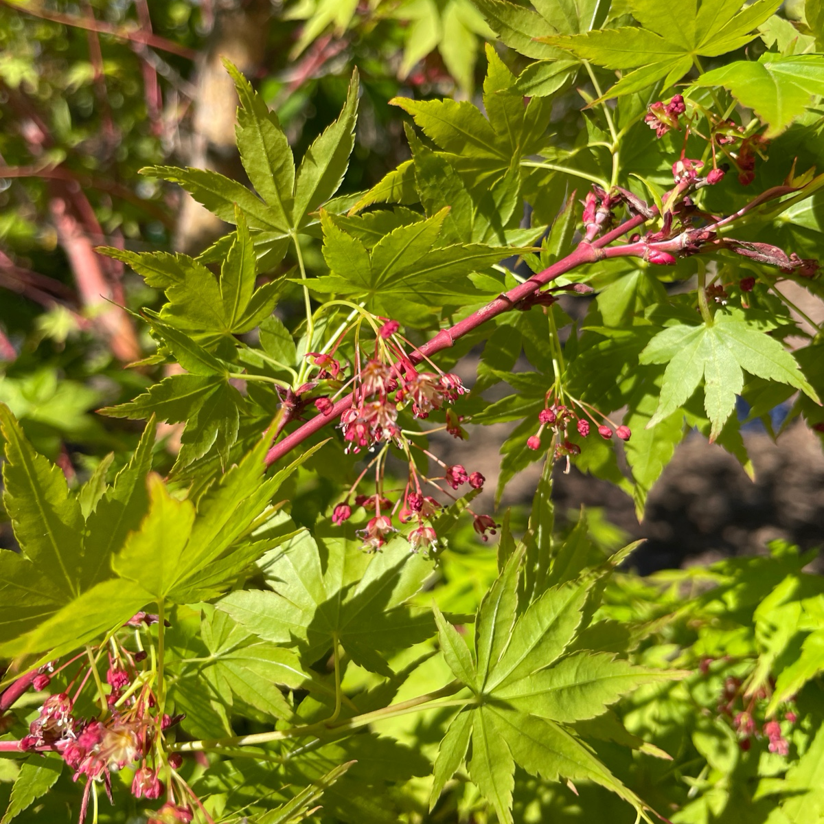 Acer palmatum - Coral Court Japanese Maple