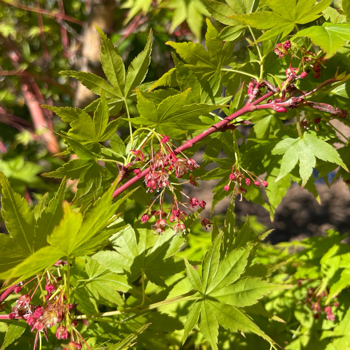 Coral Bark Maple