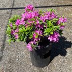 Azalea ’Sherwood Orchid‘