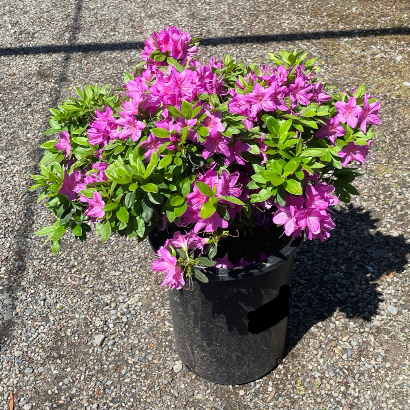 Azalea ’Sherwood Orchid‘
