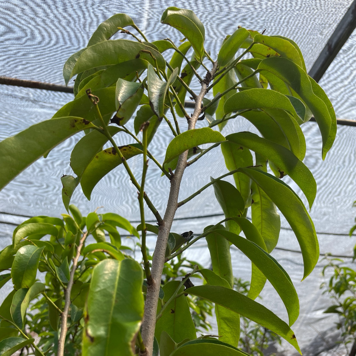 Sugar Apple-Soursop