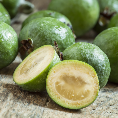 Guava Tree - Philippine Oil Fruit