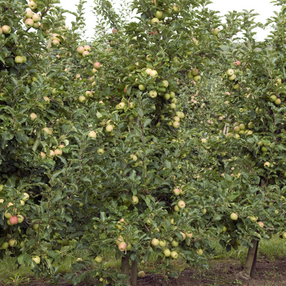 Apple Tree - Pink Lady Apple