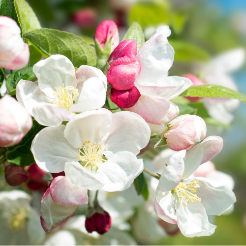 Apple Tree - Pink Pearl Apple