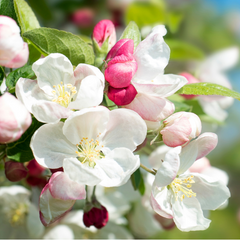 苹果树-粉红珍珠苹果