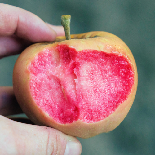 Apple Tree - Pink Pearl Apple