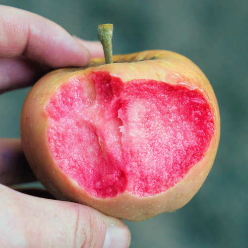 Pink Pearl Apple